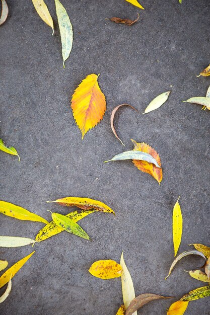 Gelbe trockene gefallene Blätter auf dem Asphalt. Herbsthintergrund, natürliches Muster