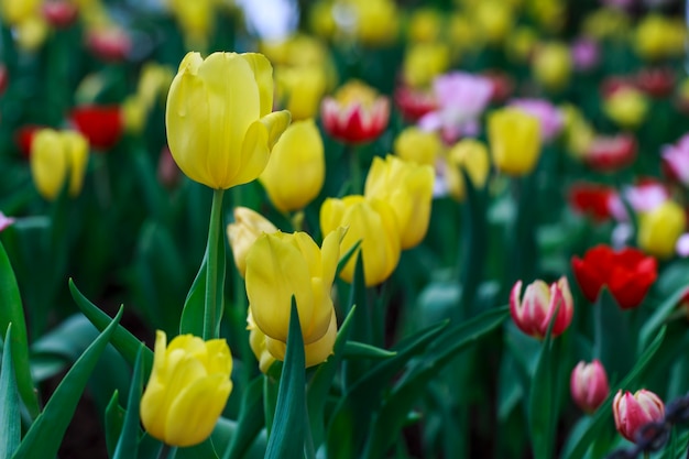 Gelbe Tulpe auf einem Gebiet der rosa und roten Tulpen