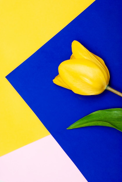 Foto gelbe tulpe auf gelbem und blauem hintergrund