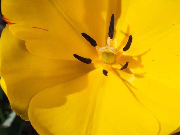 Gelbe Tulpe, die im Garten wächst. Nahansicht