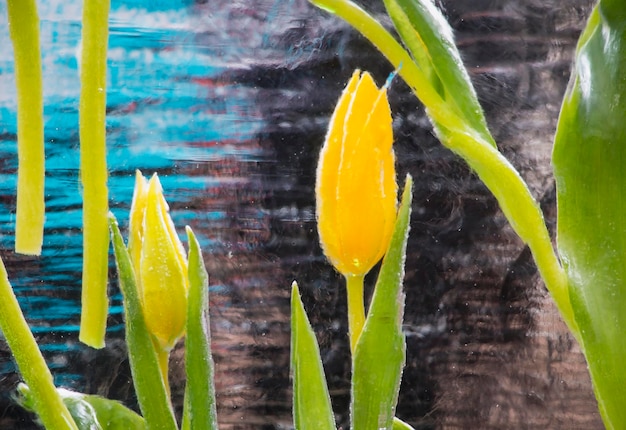 Gelbe Tulpe im Eis eingefroren