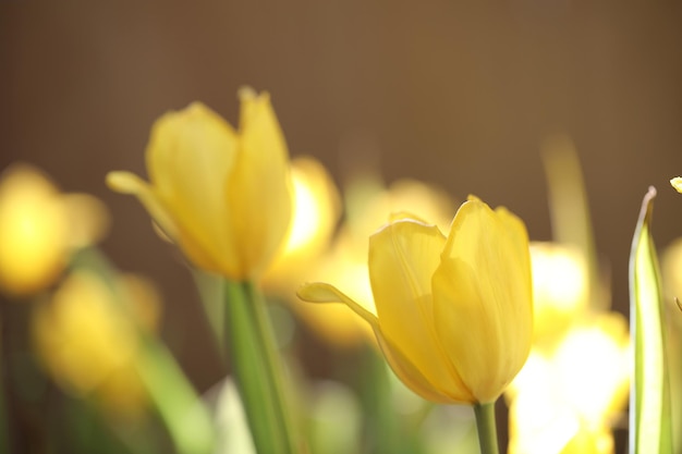 Gelbe Tulpe in Nahaufnahme