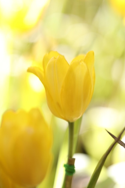 Gelbe Tulpe in Nahaufnahme