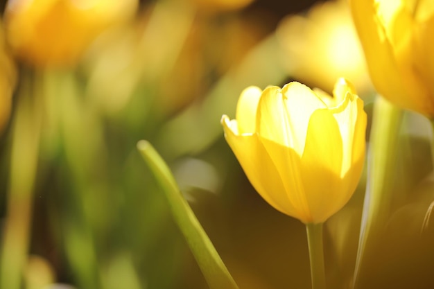 Gelbe Tulpe in Nahaufnahme