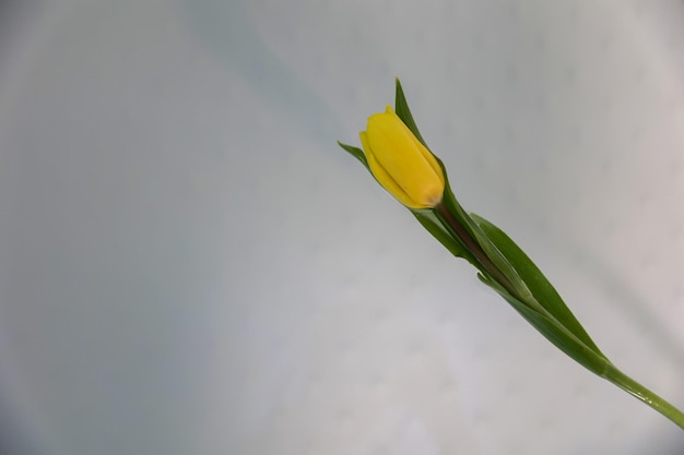 Gelbe Tulpe liegt auf dem Wasser