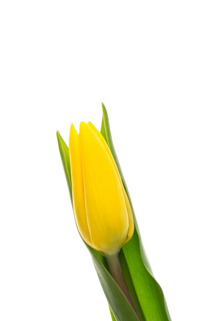 Gelbe Tulpe