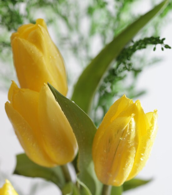 Gelbe Tulpe