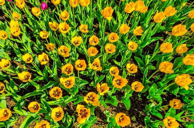 Gelbe Tulpen am Morgen nach dem Regen.
