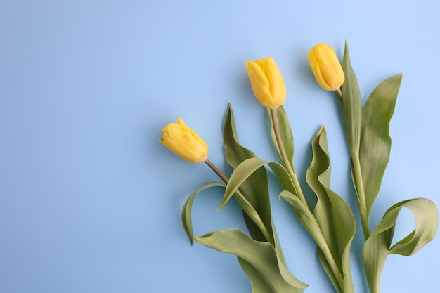 Gelbe Tulpen auf blauem Grund