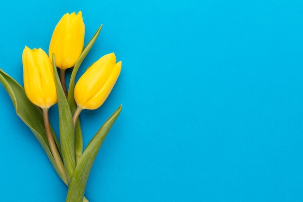 Gelbe Tulpen auf blauem Hintergrund Frühlingsgrußkarte Draufsicht Kopieren Sie Platz