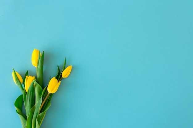 Gelbe Tulpen auf blauem Hintergrund liegen flach