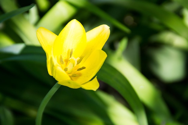 Gelbe Tulpen auf Blumenbeet im Garten