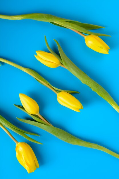 Gelbe Tulpen auf einem Blau