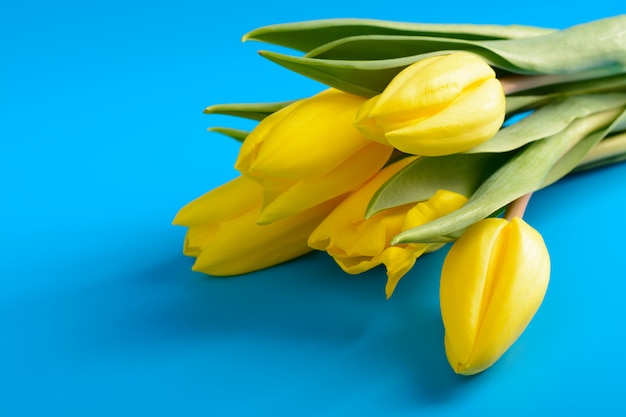 Gelbe Tulpen auf einem Blau