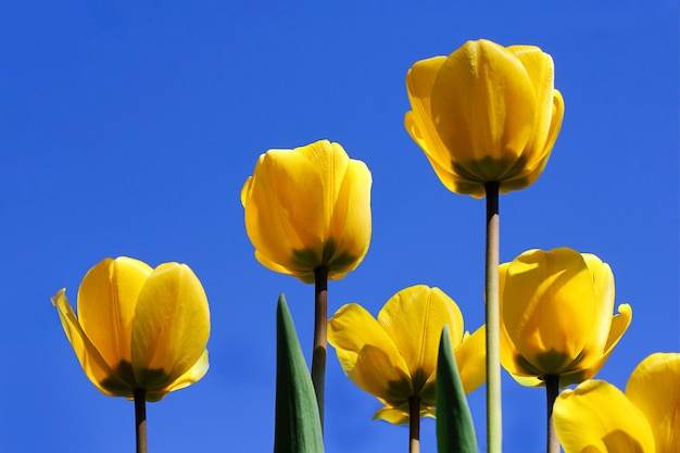 Gelbe Tulpen auf einem Hintergrund des blauen Himmels Frühlingsstimmung