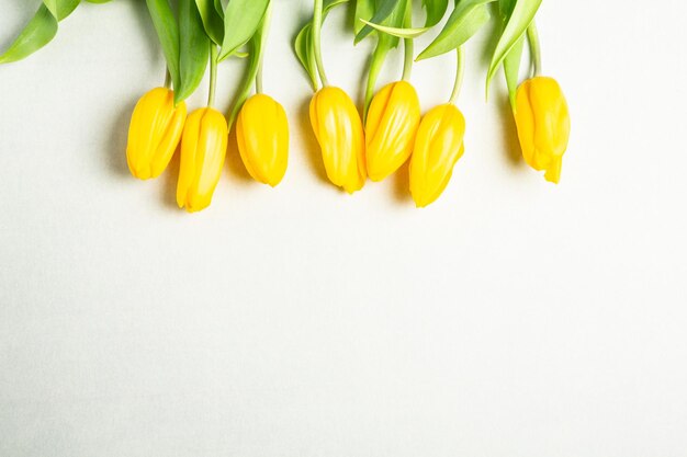 Gelbe Tulpen auf einem weißen Hintergrund