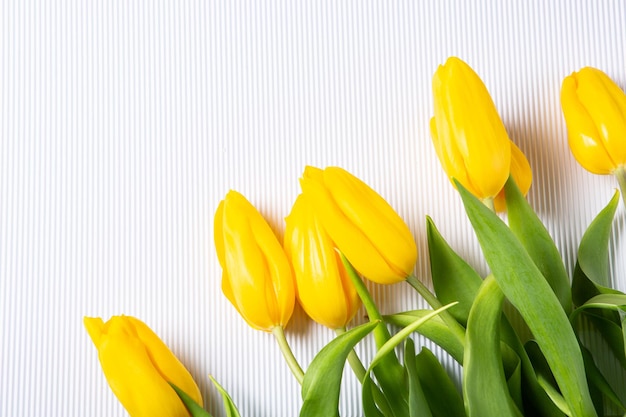 Gelbe Tulpen auf einem weißen Hintergrund