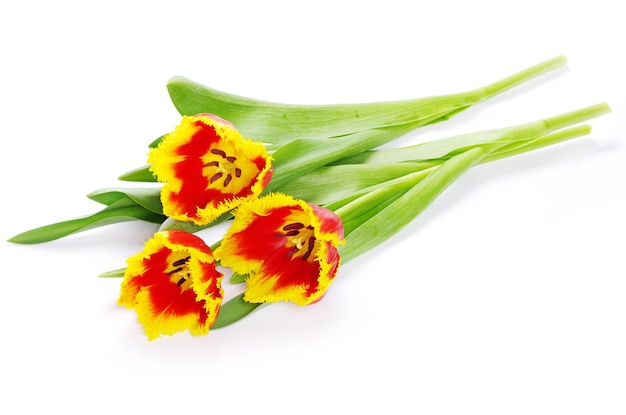 Gelbe Tulpen auf Weiß