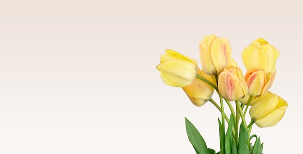 Gelbe Tulpen auf weißer Oberfläche, festliche Oberfläche, Kopierraum