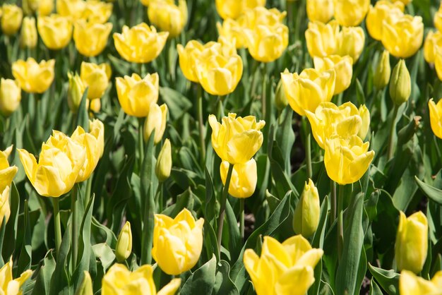 Gelbe Tulpen blühen bei Sonnenschein im Garten.