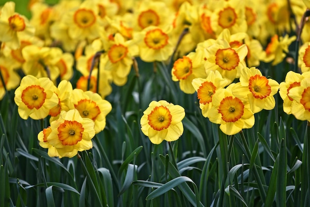 Gelbe Tulpen des schönen Naturhintergrundes im Garten