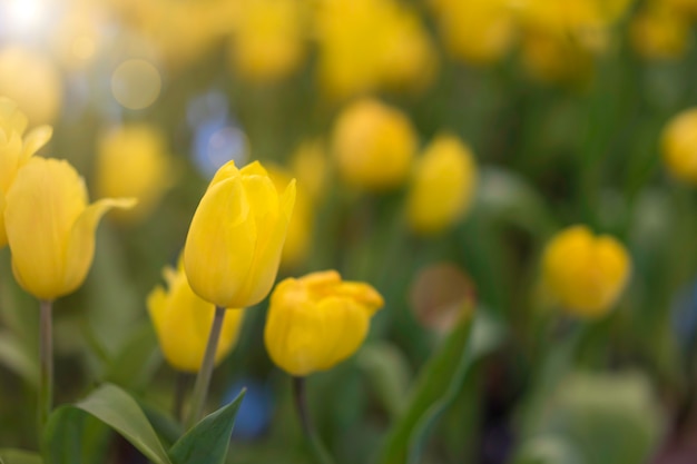 Foto gelbe tulpen, die auf einem feld wachsen