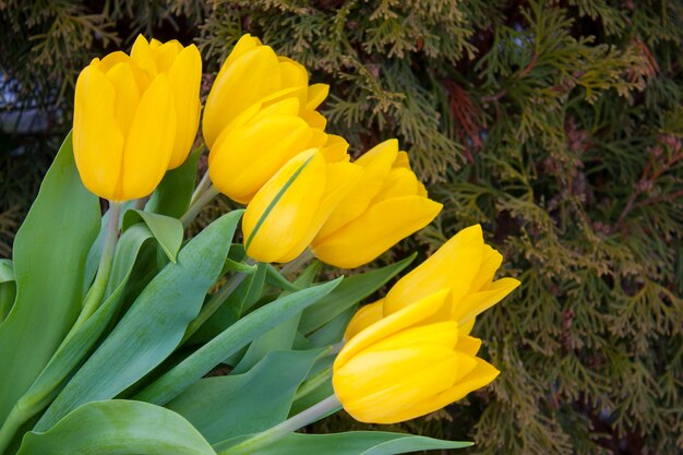 Gelbe Tulpen getrennt auf einem weißen Hintergrund