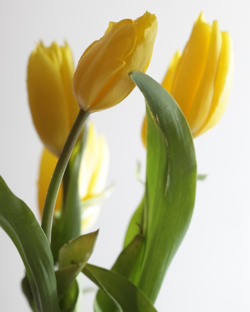 Gelbe Tulpen hautnah