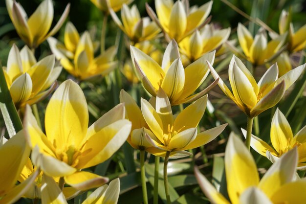 Gelbe Tulpen in der Sonne auf einem dunkelgrünen natürlichen Garten.