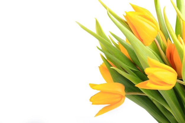 Gelbe Tulpen isoliert auf weißem Hintergrund