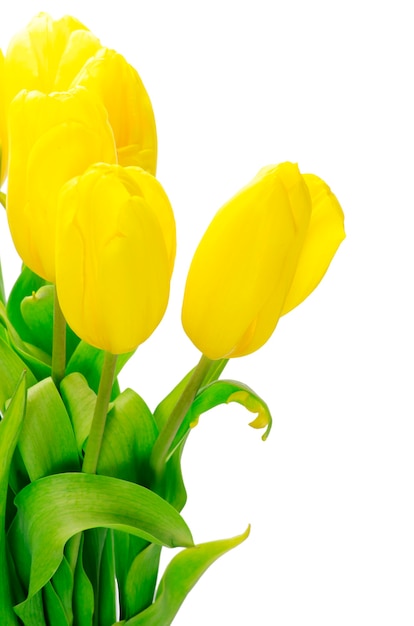 Gelbe Tulpen isoliert auf weißem Hintergrund