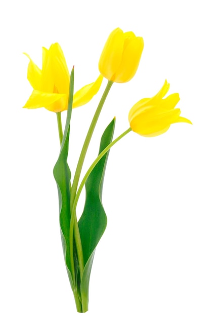 Gelbe Tulpen isoliert