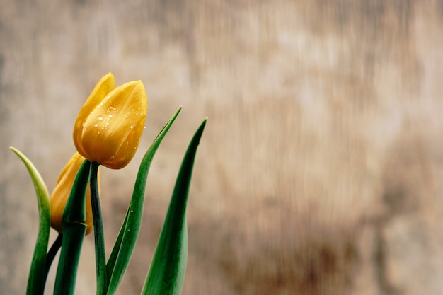 Foto gelbe tulpen mit grünen blättern