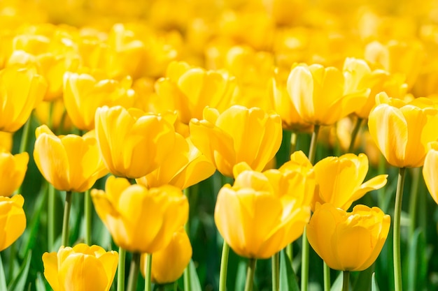 Gelbe Tulpen schließen herauf Hintergrund