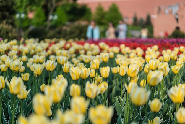 Gelbe Tulpen wachsen im Garten