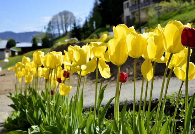 Gelbe Tulpen