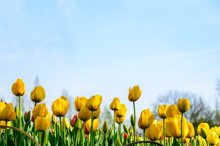 Foto gelbe tulpen
