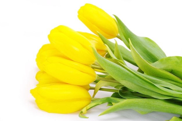 Gelbe Tulpen