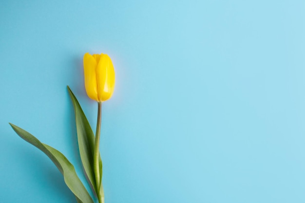 Gelbe Tulpenblume auf blauem HintergrundRussland-Ukraine-Konflikt Ukraine-Flagge Farbe Grenzkonflikt Rus