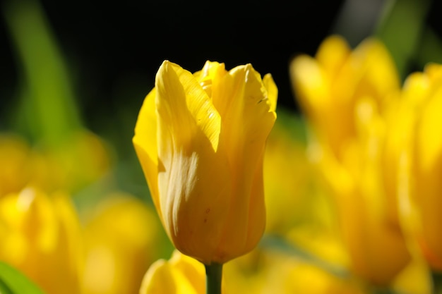 gelbe tulpenblume, die im tulpengarten auf verschwommenem gelbem tulpenhintergrund blüht