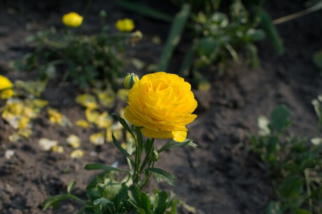 Gelbe Tulpenblume mit unscharfem Hintergrund hautnah