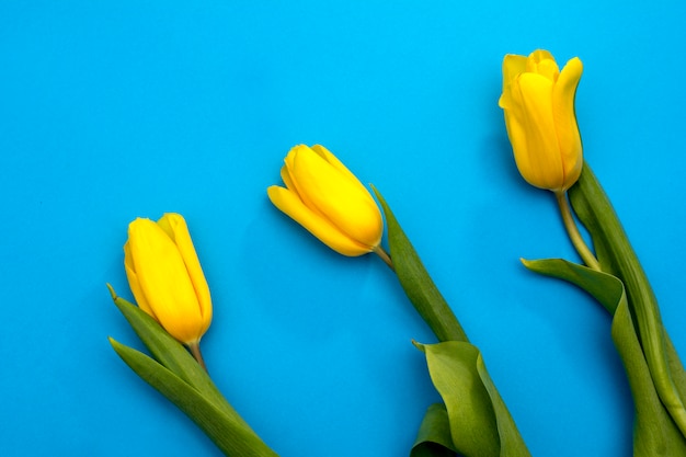Gelbe Tulpenblumen auf einem blauen Hintergrund. Warte auf den Frühling. Frohe Osterkarte. Flache Lage, Draufsicht. Kopieren Sie Platz für Text
