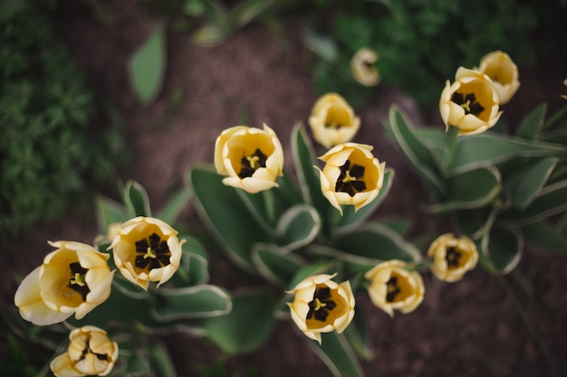 Foto gelbe tulpenblumen der nahaufnahme im park