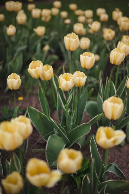 Foto gelbe tulpenblumen der nahaufnahme im park