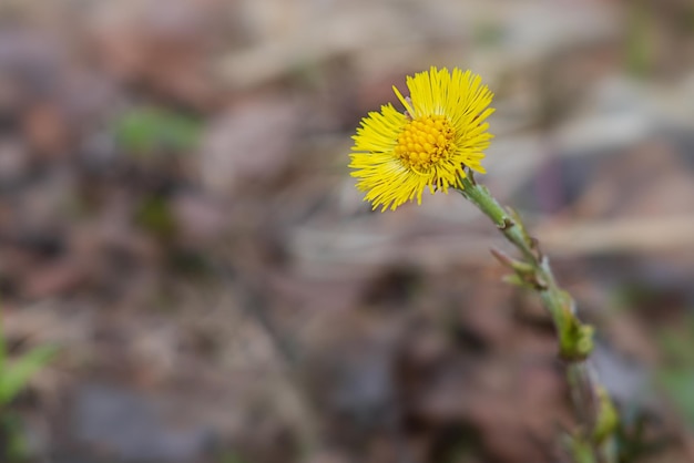 Gelbe Tussilago-Blume blüht im Frühling, Nahaufnahme