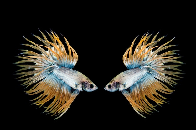 Gelbe und blaue betta Fische, siamesischer kämpfender Fisch auf schwarzem Hintergrund