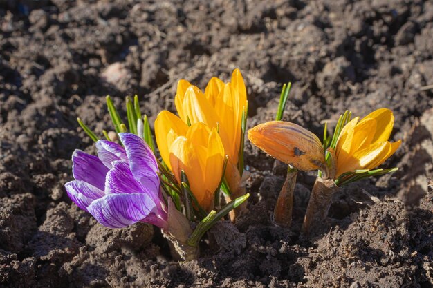 Foto gelbe und blaue krokusse in nahaufnahme vor dem hintergrund des kalten frühlingsbodens die ersten blüten des frühen frühlings