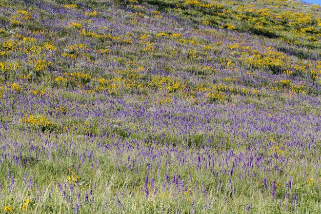 Gelbe und blaue Wildblumen in voller Blüte in den Bergen.