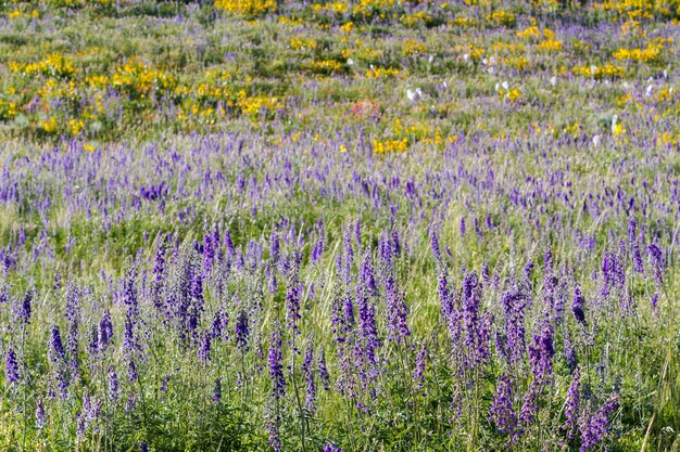 Gelbe und blaue Wildblumen in voller Blüte in den Bergen.