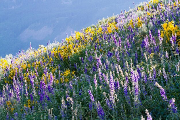 Gelbe und blaue Wildblumen in voller Blüte in den Bergen.